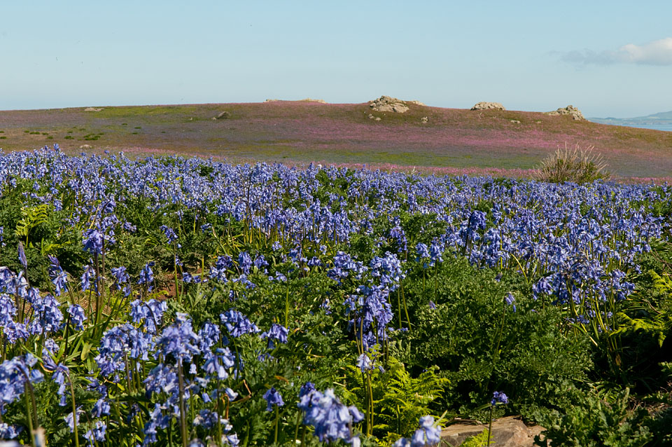 Bluebells on Skomer Island