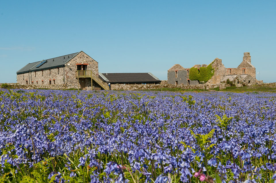 Bluebells surround the old farmhouse, Skomer