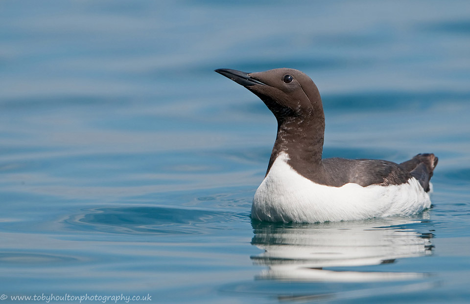 Swimming guillemot looking up towards the rocks, Skomer island