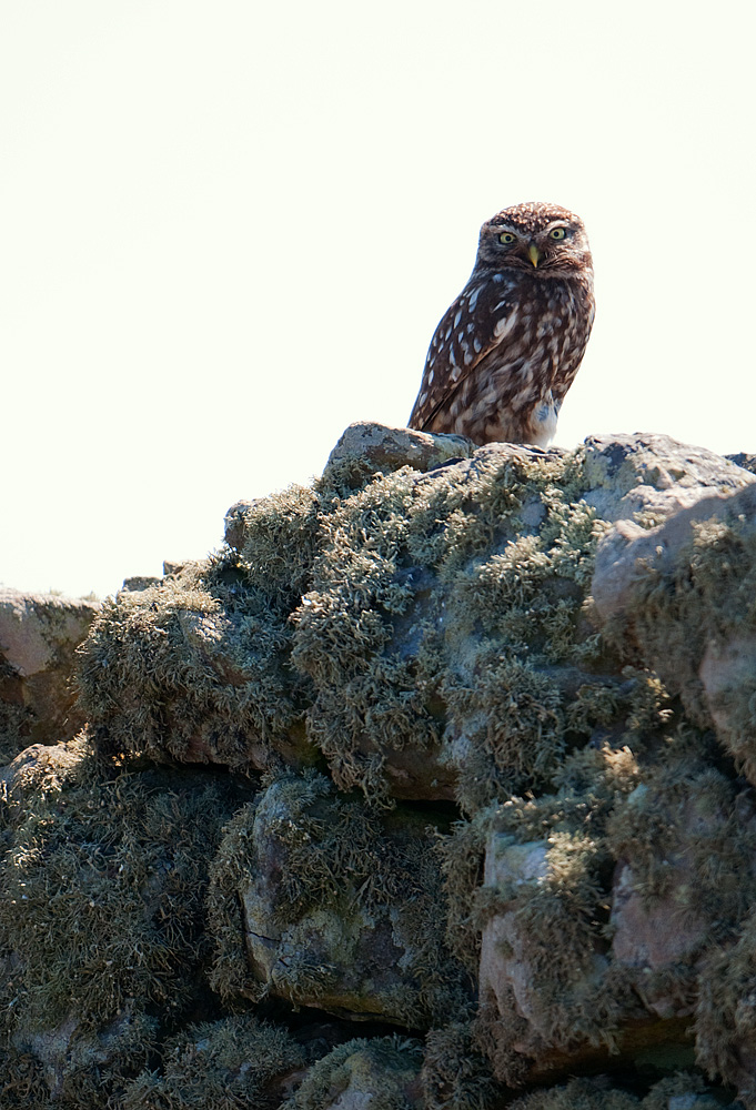 Little Owl on stone wall, Skomer Island