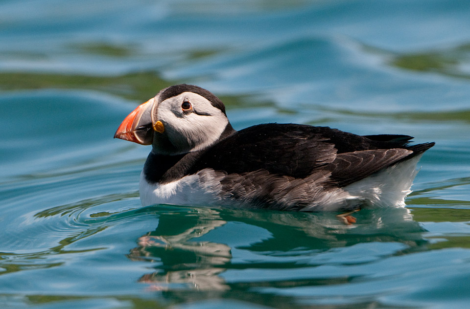 Puffin wih no catchlight in eye