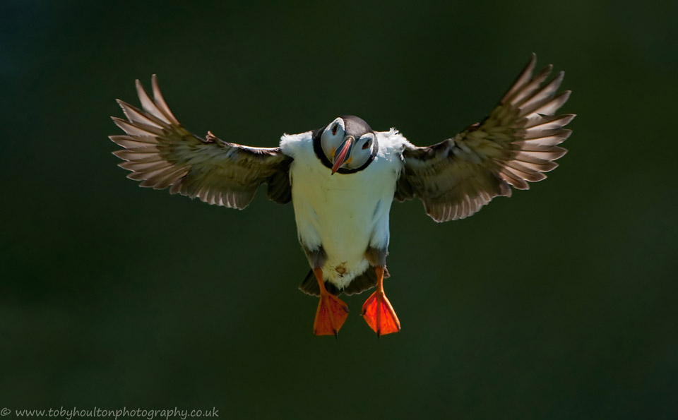 Puffin landing on Skomer Island