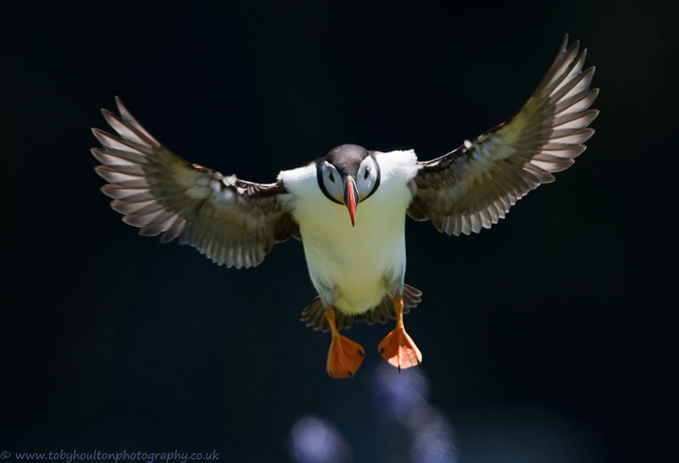 Puffin coming in to land, Skomer island