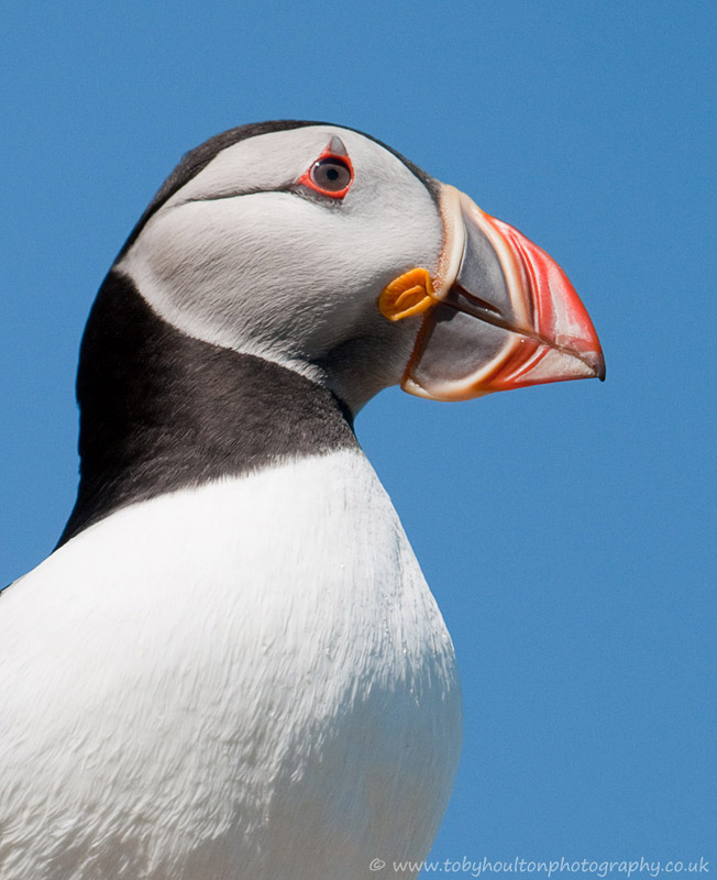 Puffin portrait - Skomer Island