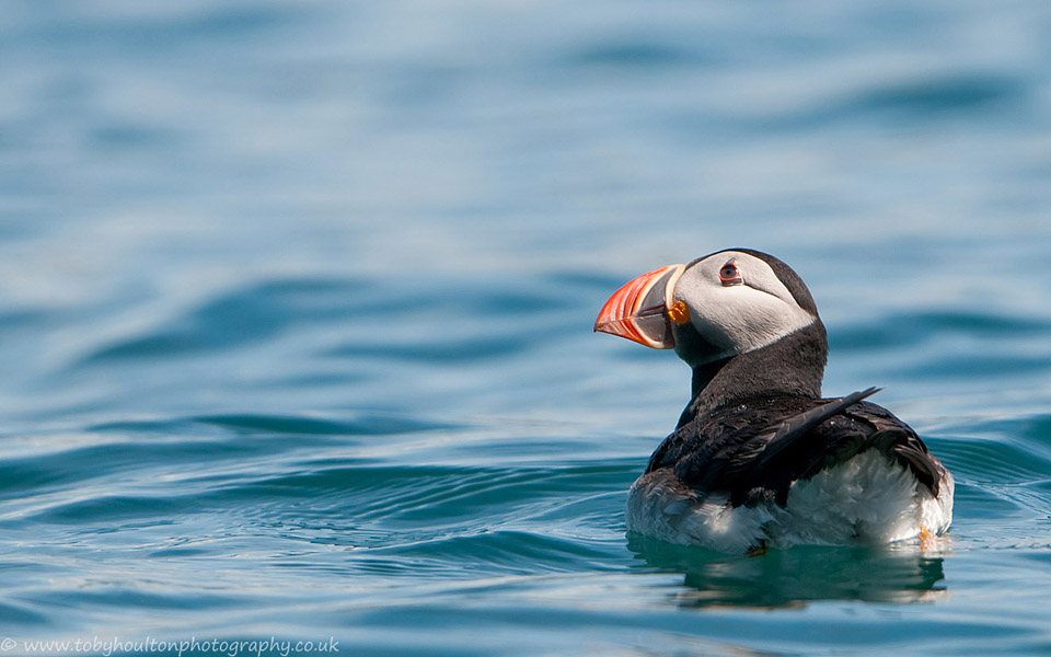 Puffin swimming, Skomer Island, Wales