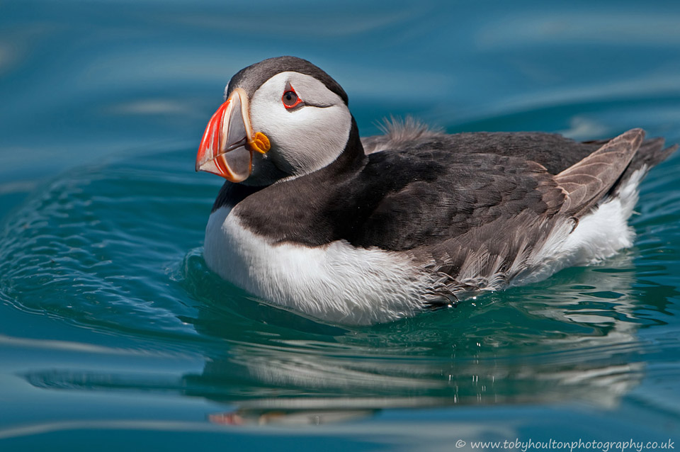 Close up of Puffin on water, Skomer Island, Wales