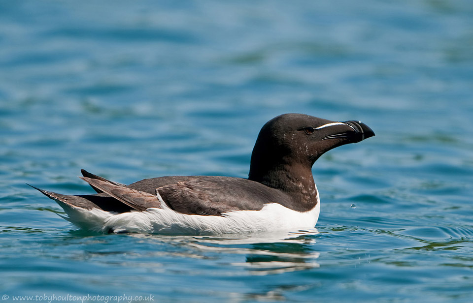 Razorbill swimming in sea, Skomer Island, Wales