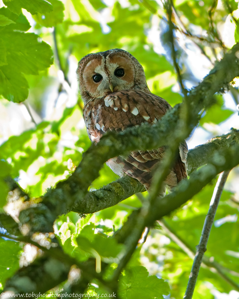 Tawny Owl amongst the foliage