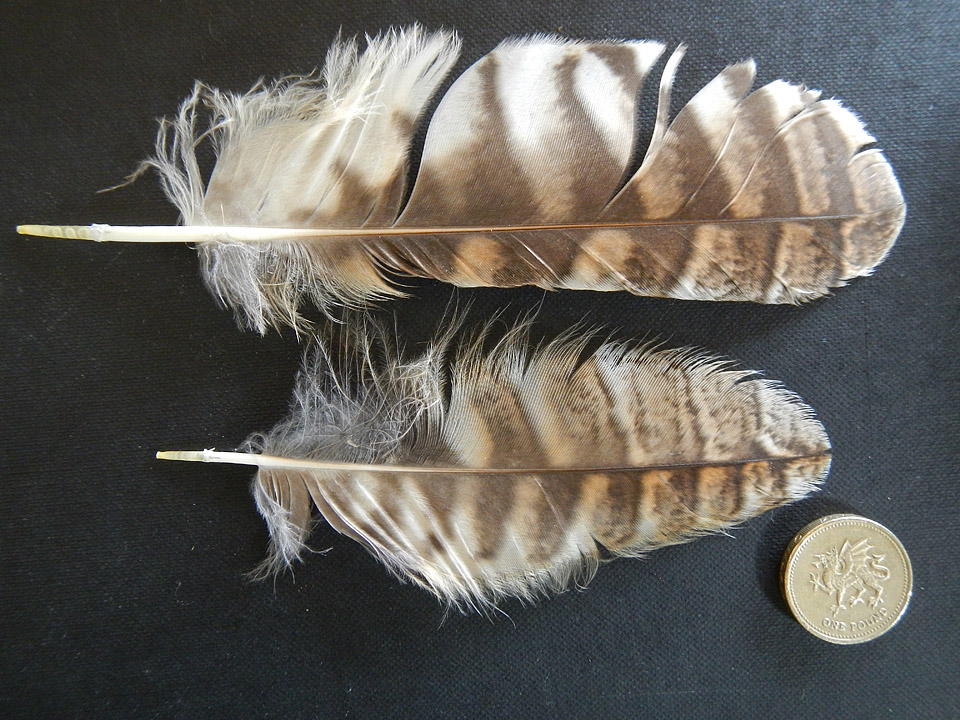 Tawny Owl Feathers