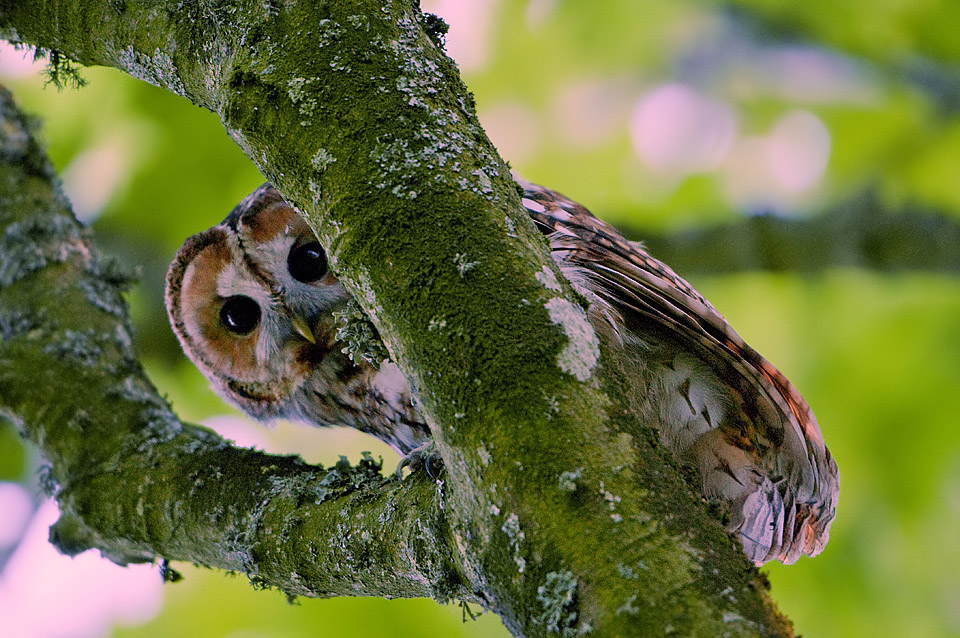 Spotted by a Tawny Owl
