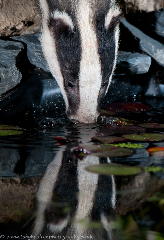 Badger drinking from garden pond reflection