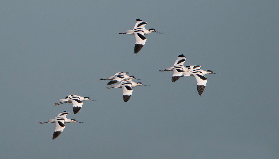 Avocet in flight