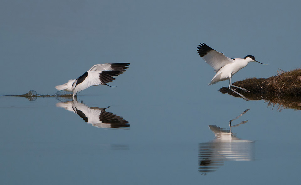 Coming in to land