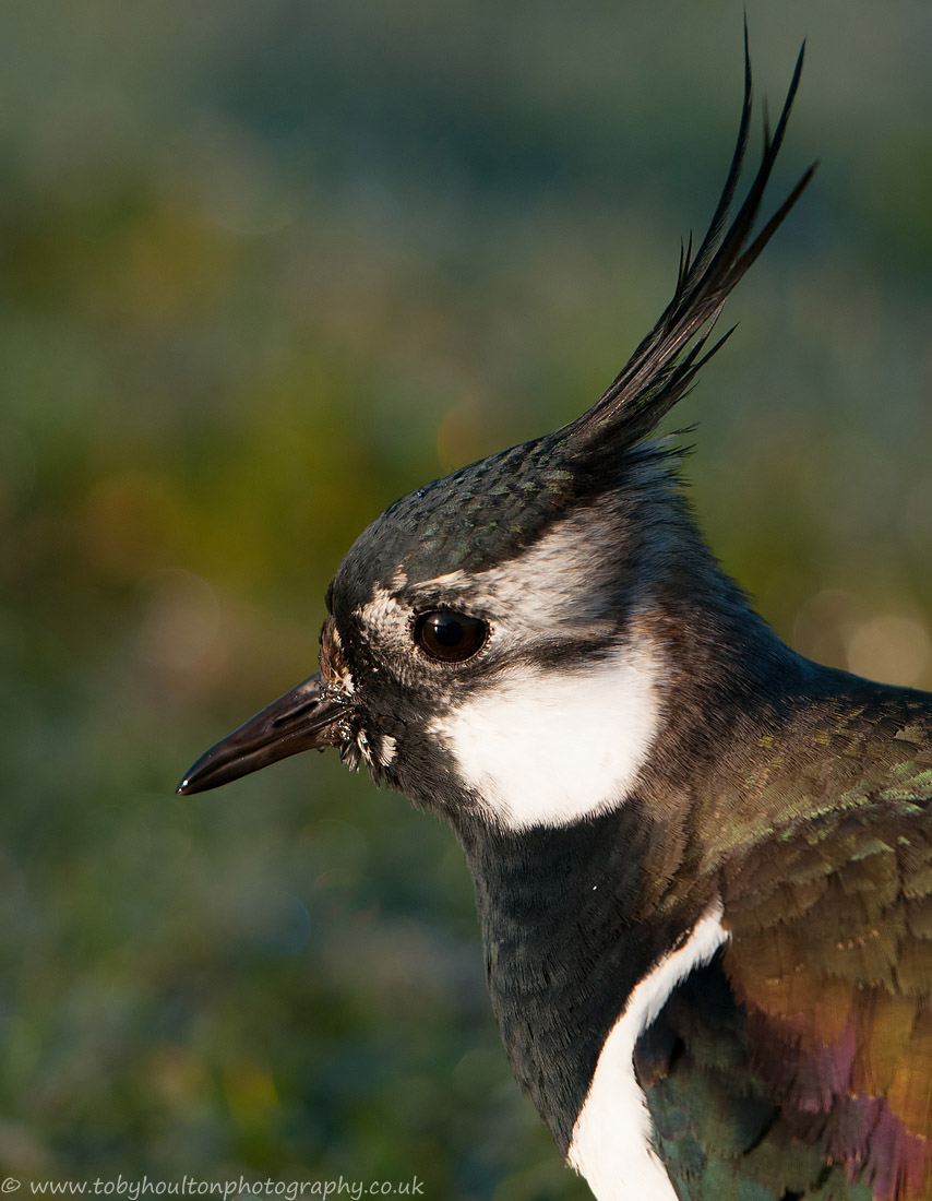 Lapwing closeup