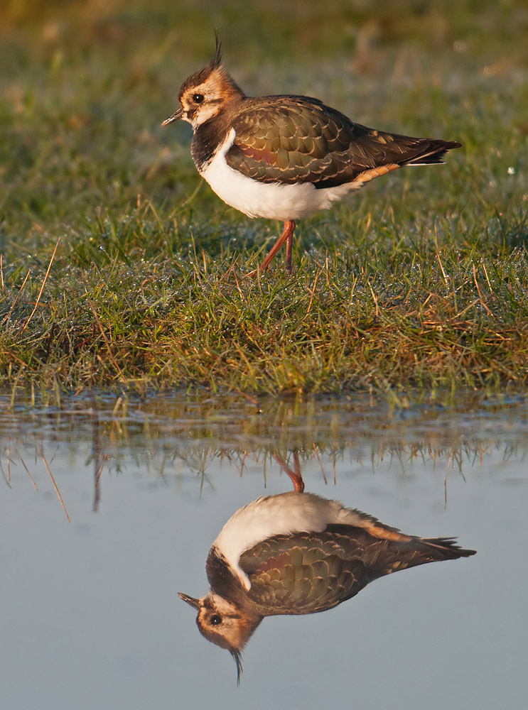 Lapwing reflection, Elmley Marshes