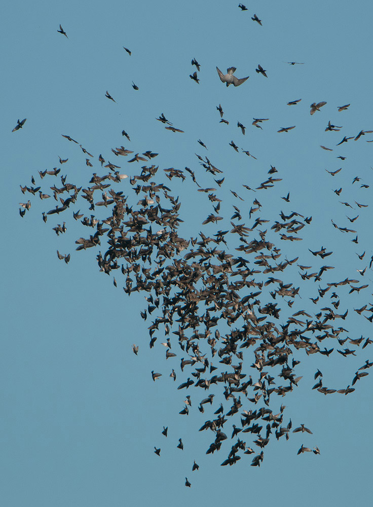 Peregrine among the starlings