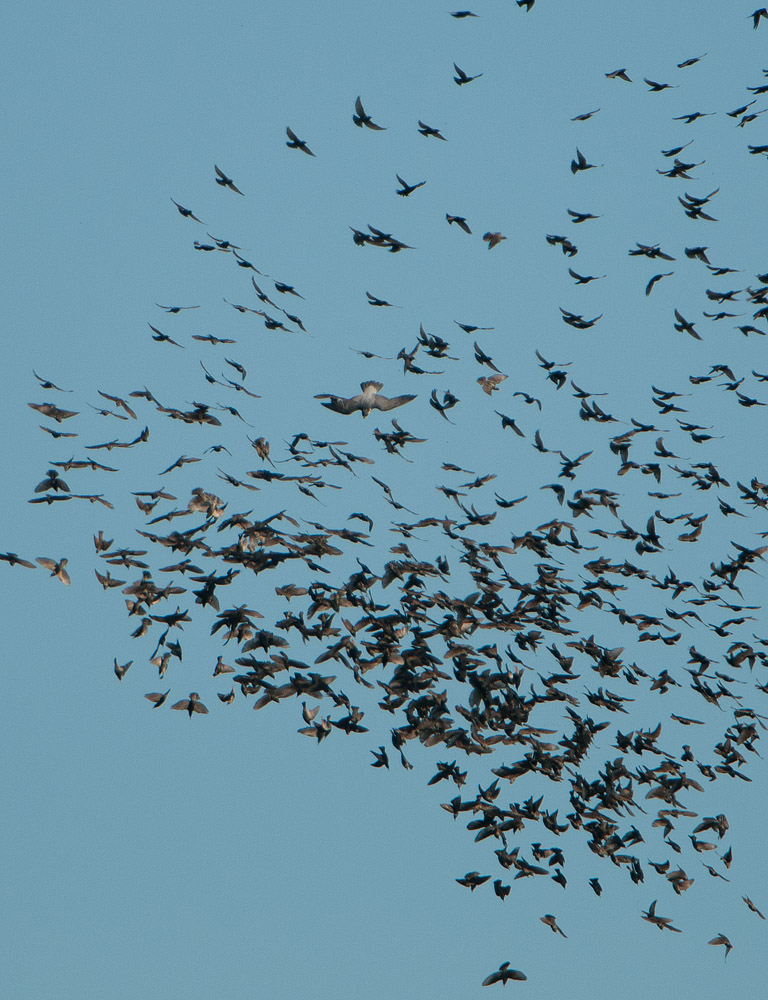 Peregrine attack