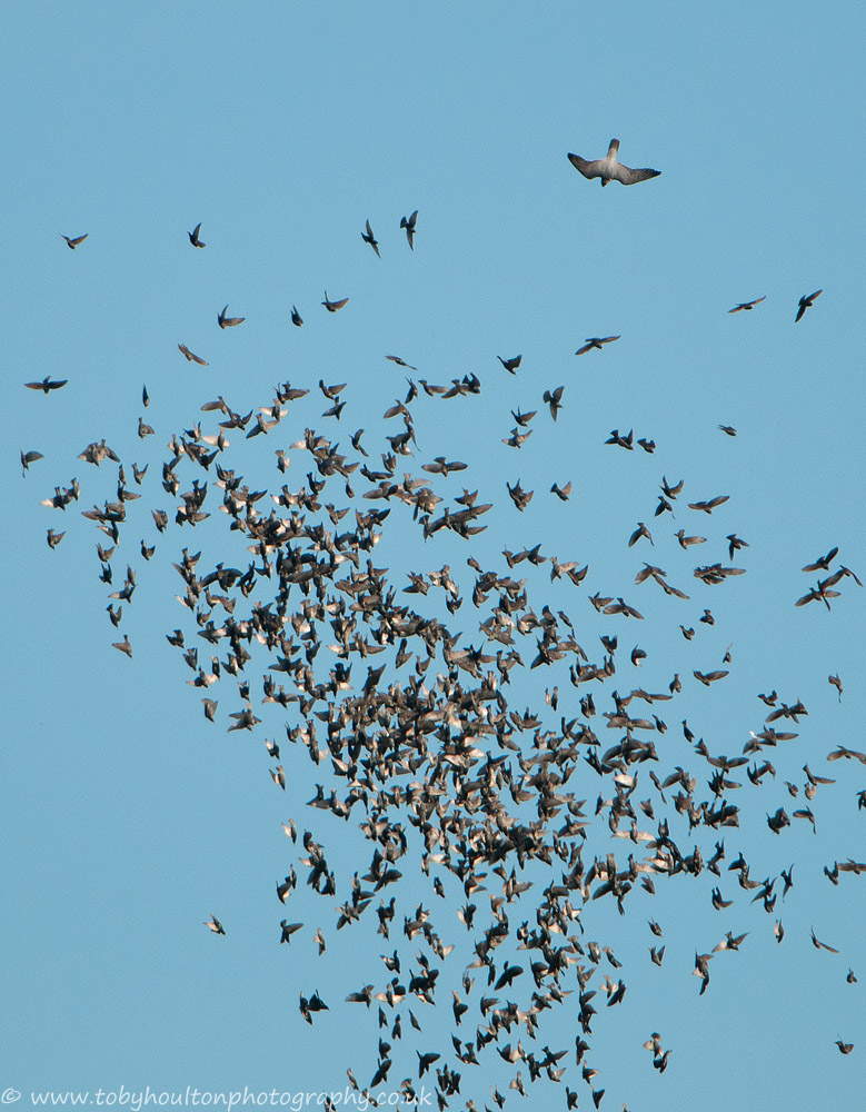 Peregrine attacking starlings