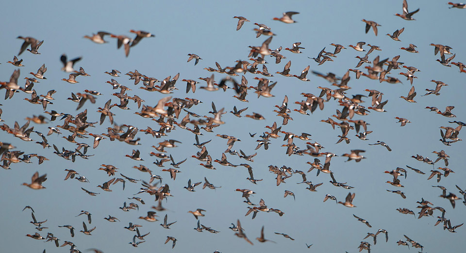 Wildfowl, Elmley Marshes