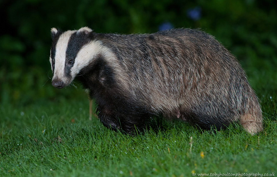 Badger watching the fox cubs