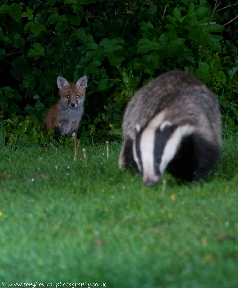 Fox cub watching a badger