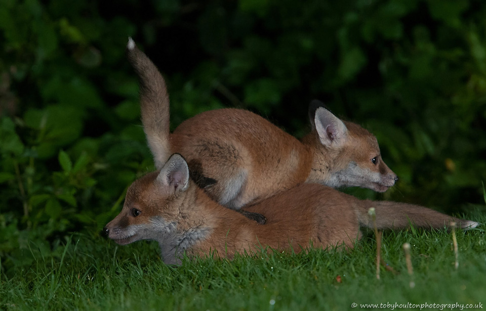 Fox cubs having a bundle