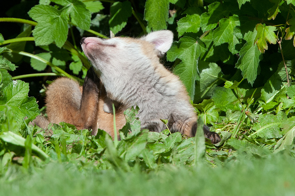 Fox cub scratching 