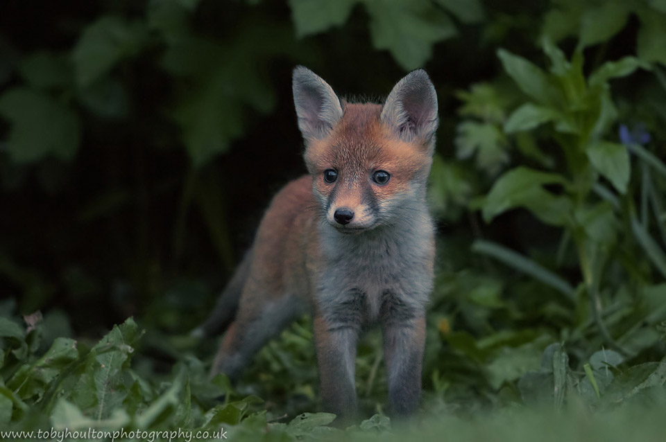 Fox cub in undergrowth