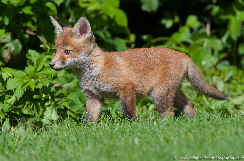Fox cub in sun