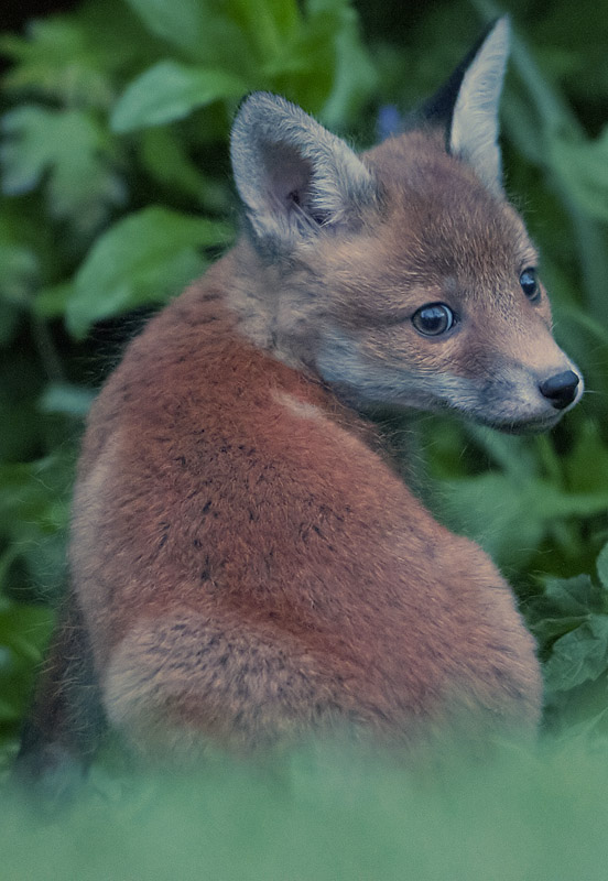 Fox cub in garden