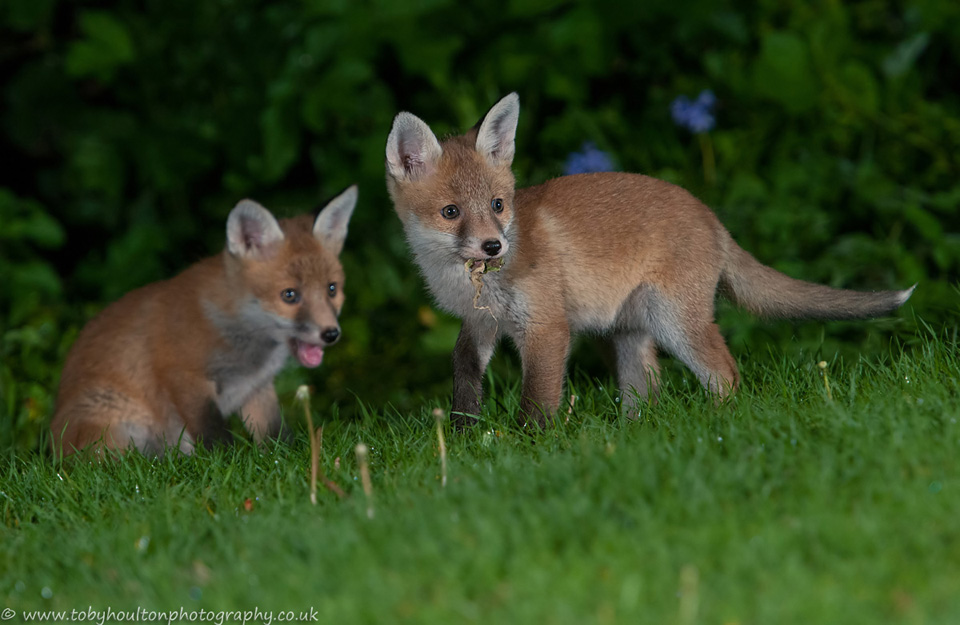 Fox cubs playing with weed from pond