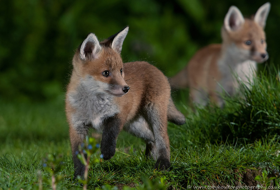 Fox cubs have spotted a badger