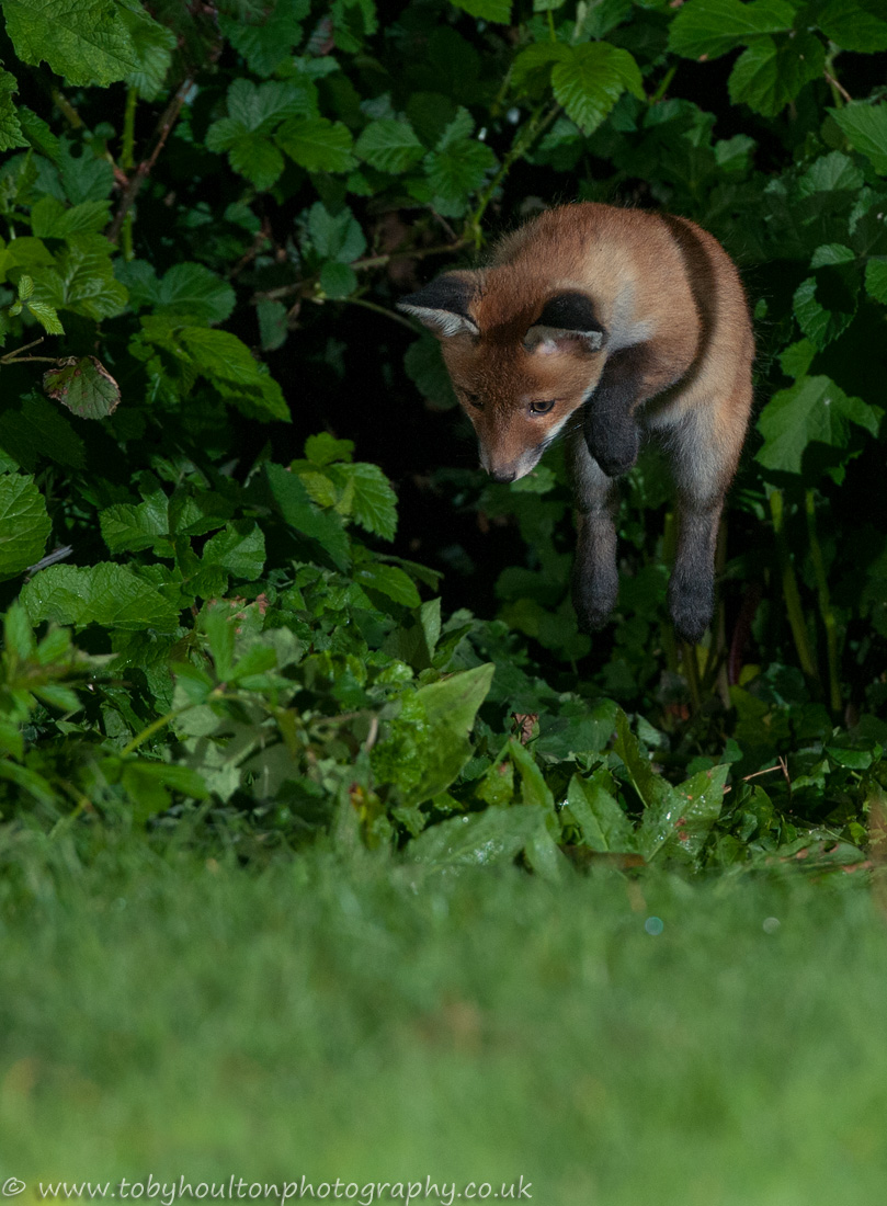 Fox cub play pouncing