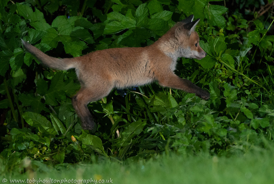 Fox cub jumping
