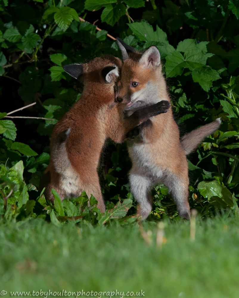 Fox cubs play fighting in garden