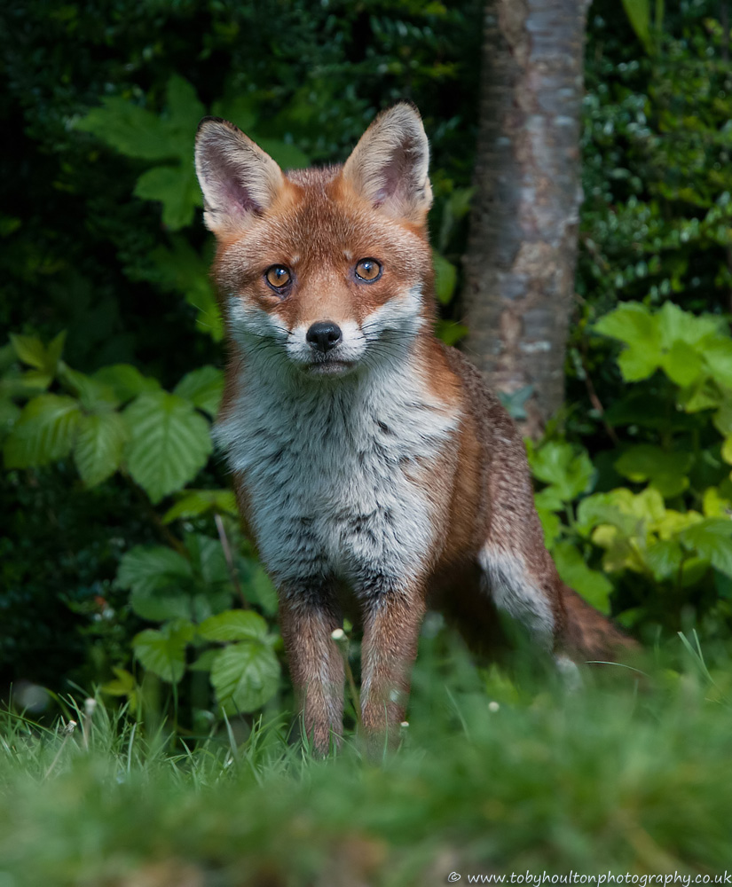 The proud vixen