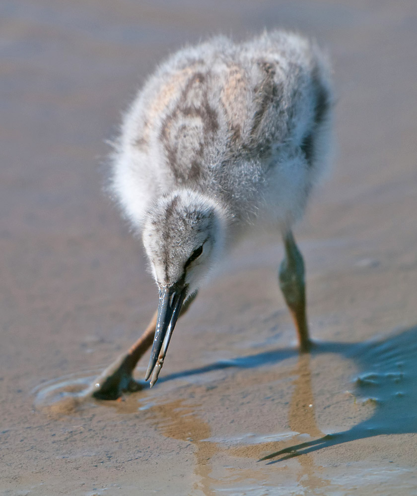 Avocet chick feeding