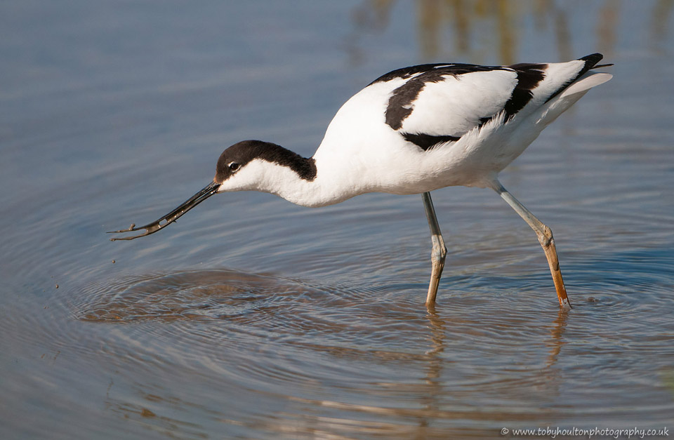 Avocet feeding at Titchwell Marsh, Norfolk