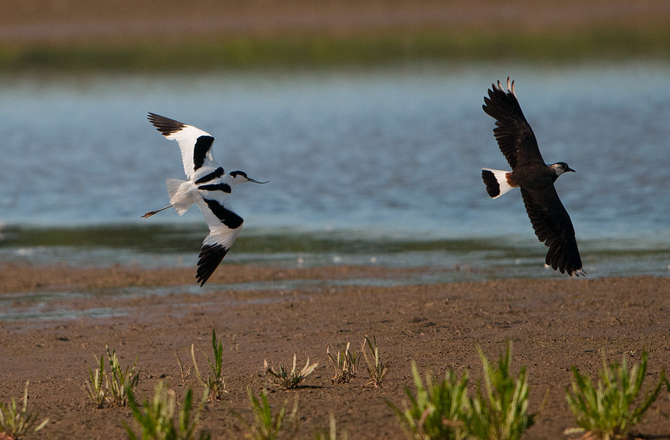 Avocet attacking Lapwing