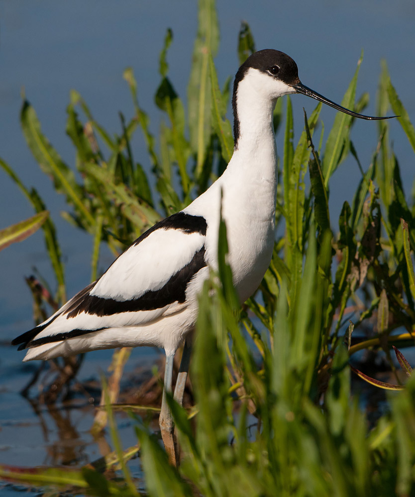 Posing Avocet at Titchwell Marsh, Norfolk