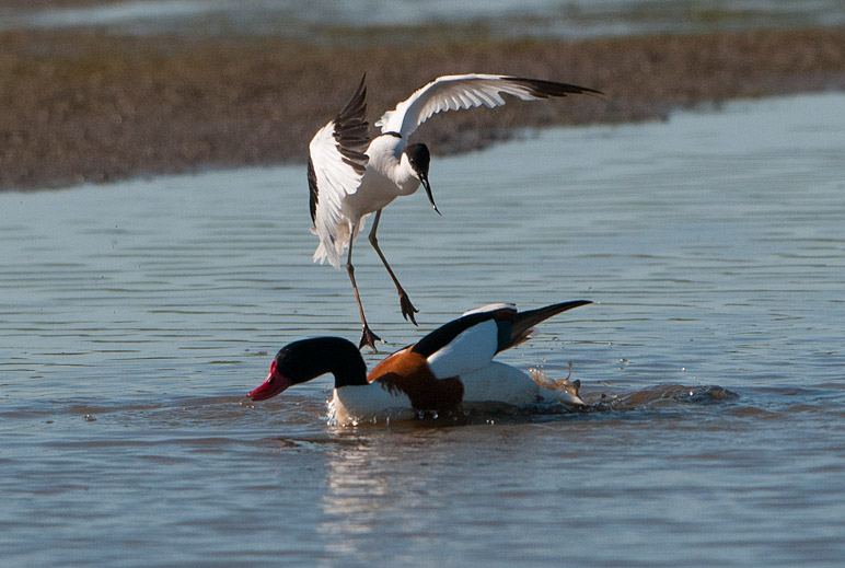 Avocet attacking Shelduck