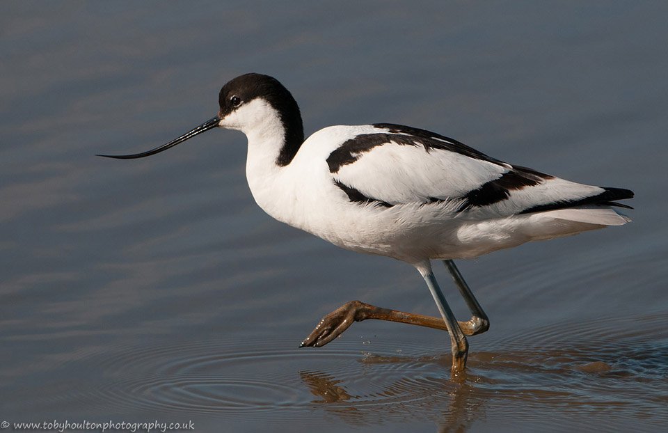 Wading Avocet, Titchwell Marsh, Norfolk