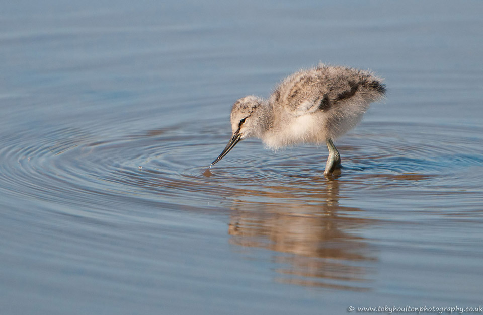 Avocet chick in the water