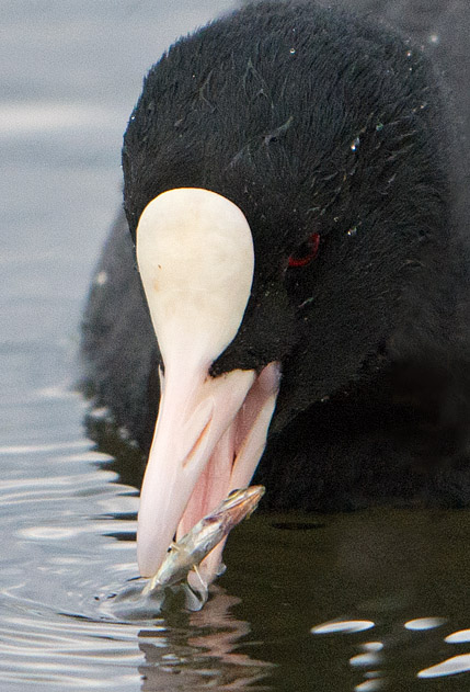 Coot with fish