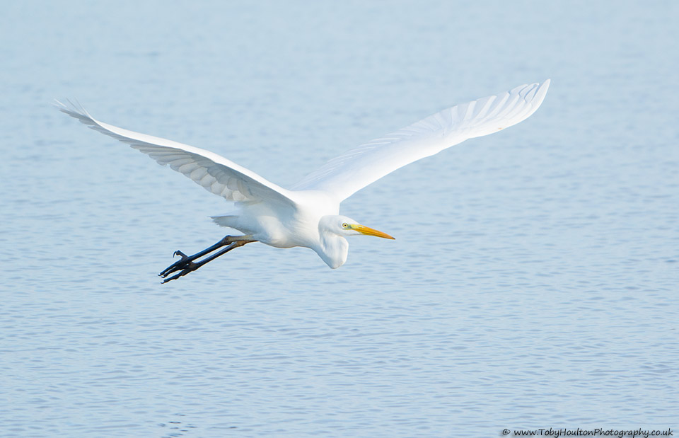 Great White Egret in flight, Dungeness RSPB