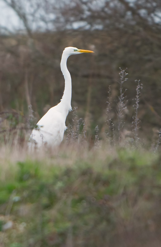 Great White Egret