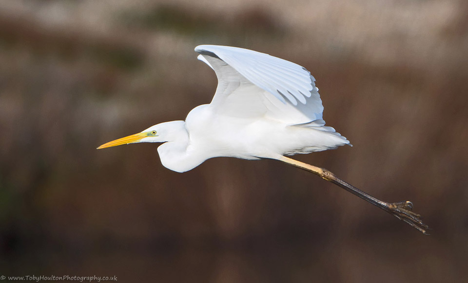 Great White Egret fly past