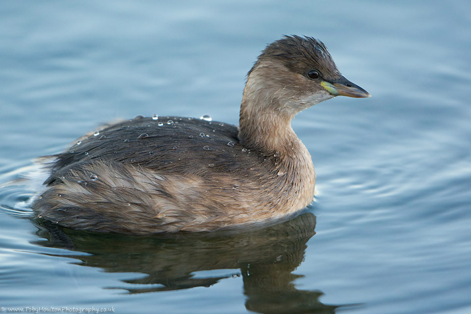 Little Grebe close-up