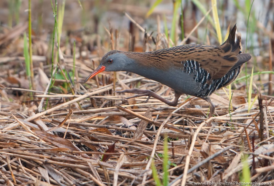 Water Rail on the run