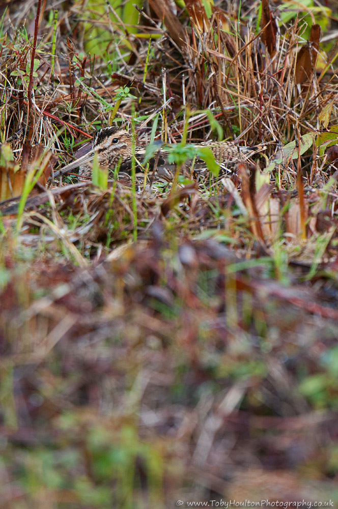 Camouflage at work, hiding Snipe